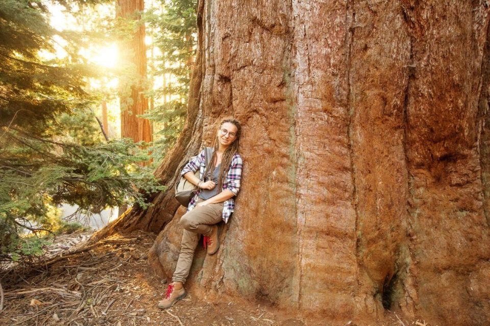 Redwood Retreat: Tour to Muir Woods From San Francisco - Booking