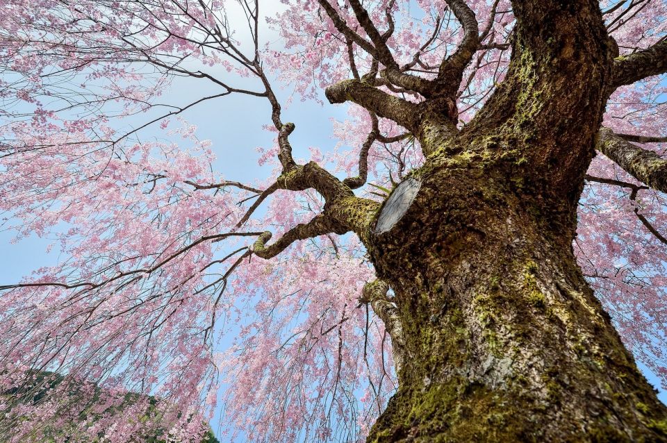 Sakura in Tokyo: Cherry Blossom Experience - Japanese Picnic Feast