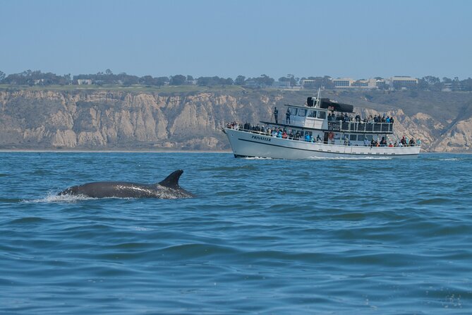 San Diego Whale Watching Tour - Price & Booking Information