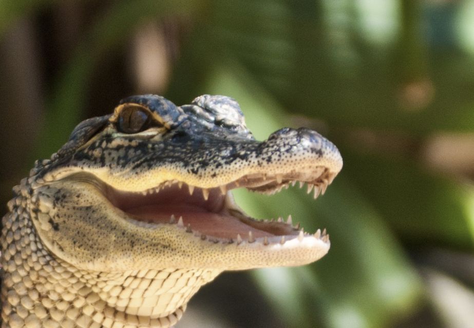 Sawgrass Park: Private 1-Hour Airboat Adventure Tour - Reptile Exhibit