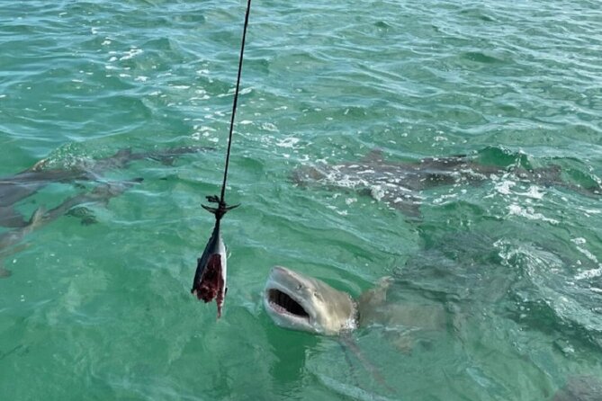 Shark and Wildlife Viewing Adventure in Key West - Additional Information