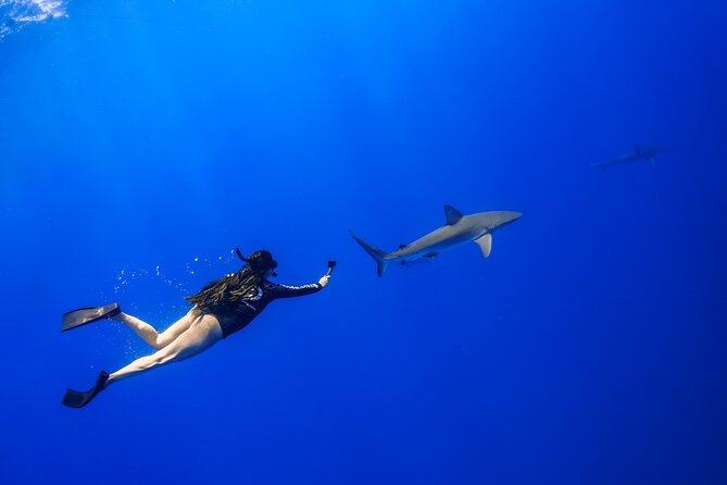 Shark Tour Dive With Sharks in Hawaii With One Ocean Diving - Memorable Experiences