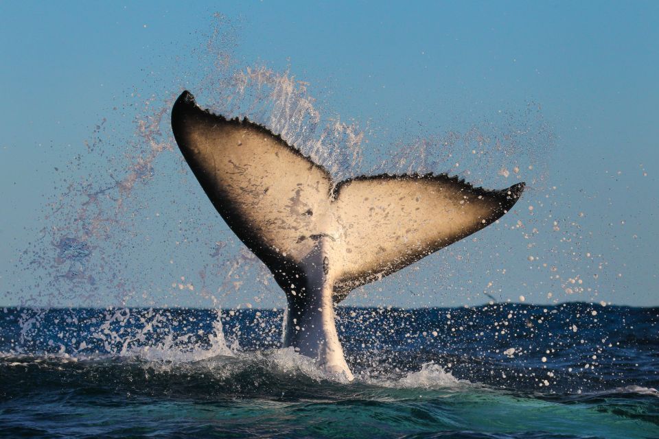 Sydney: 2-hour Express Whale Watching Cruise - Frequently Asked Questions