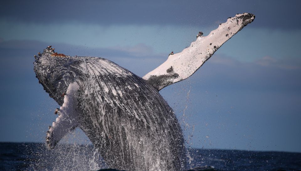 Sydney: 3-Hour Whale Watching Tour by Catamaran - Additional Information