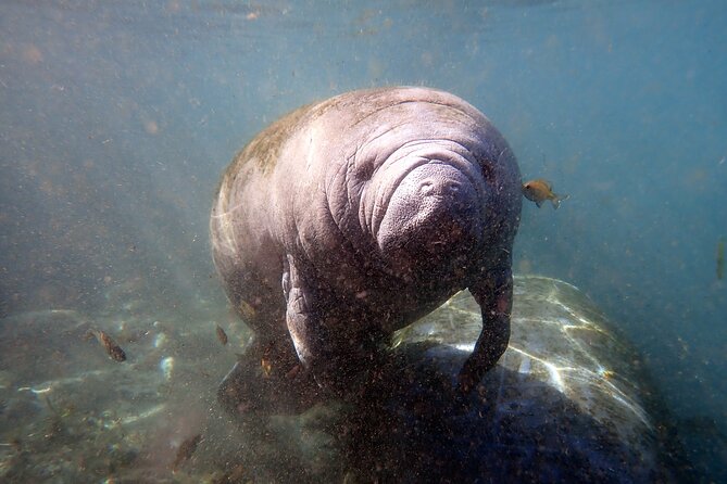 The OG Manatee Snorkel Tour With In-Water Guide/PhotOGrapher - Frequently Asked Questions