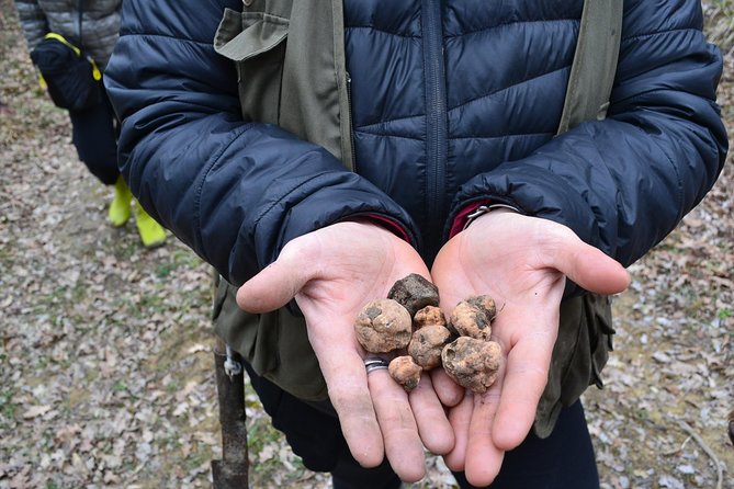 Truffle Hunting Experience With Lunch in San Miniato - Price and Booking
