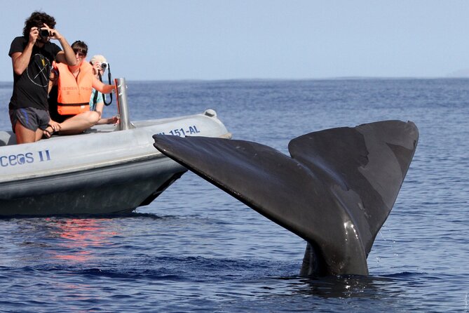 Whale and Dolphin Watching Tour From Funchal - Traveler Recommendations