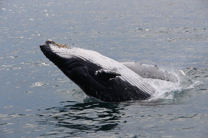 Whale Watching Tour in Gloucester - Customer Reviews