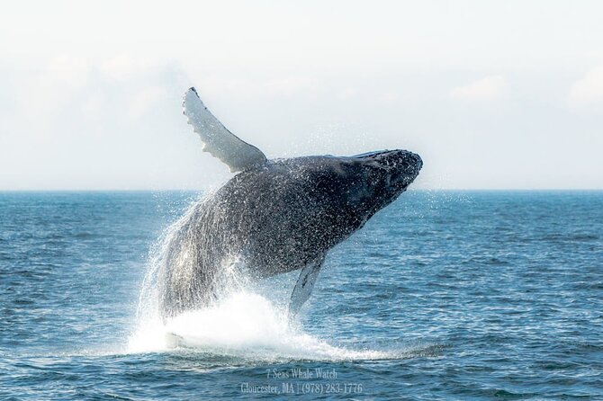 Whale Watching Trips to Stellwagen Bank Marine Sanctuary. Guaranteed Sightings! - Recap