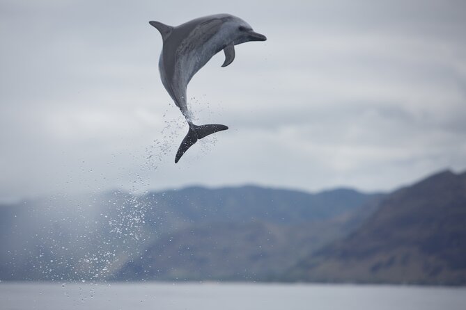 Wild Dolphin Watching and Snorkel Safari off West Coast of Oahu - Food Options and Rentals