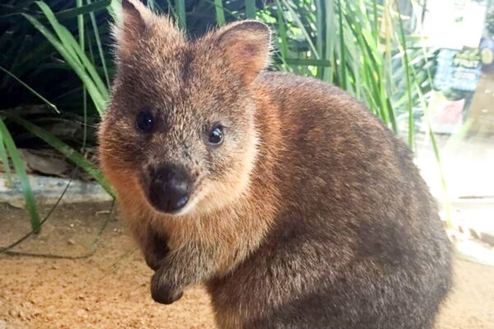 WILD LIFE Sydney Zoo - Animal Encounters