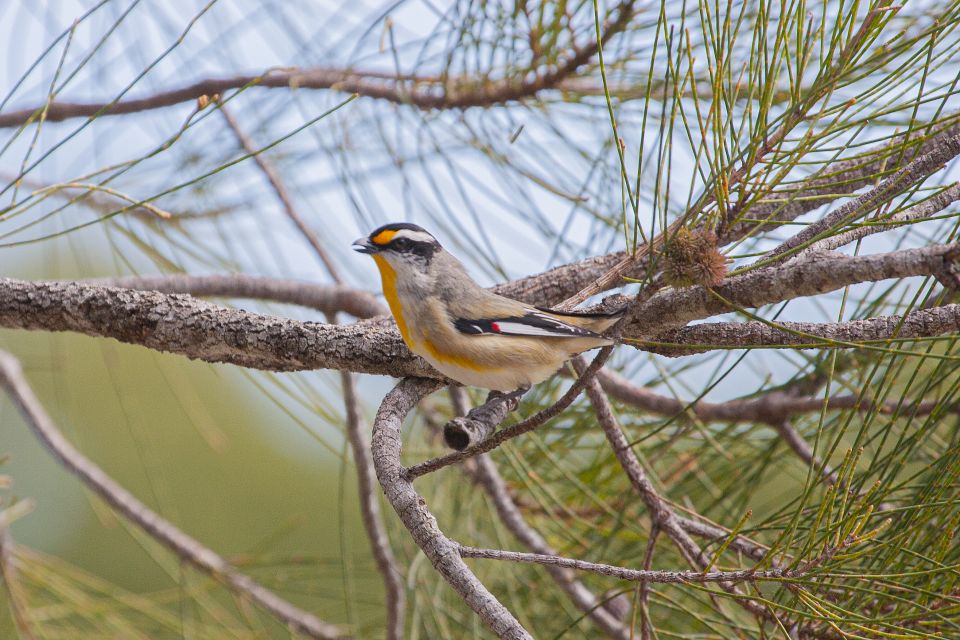 Brisbane: Kangaroos, Birds and Mangroves Coastal Tour - Frequently Asked Questions