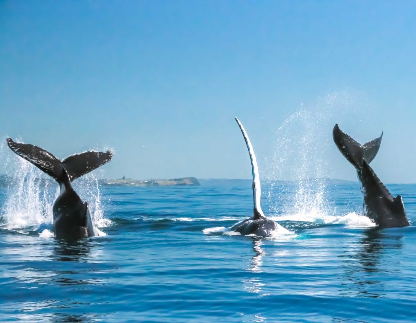 Byron Bay: Whale Watching Cruise With a Marine Biologist - Save up to 20