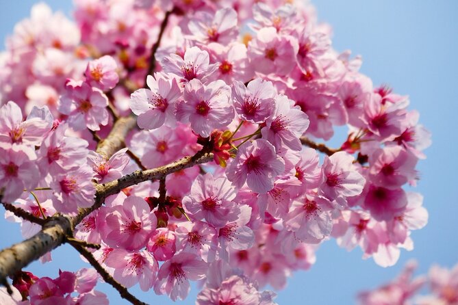 Cherry Blossom Private Tour - Pricing and Group Size