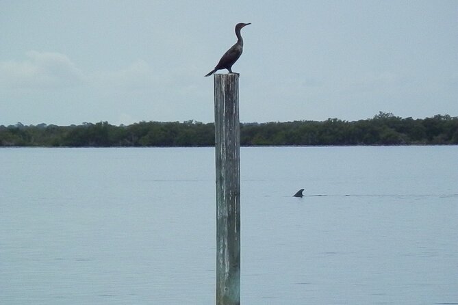 Cocoa Beach Dolphin Tours on the Banana River - Additional Information