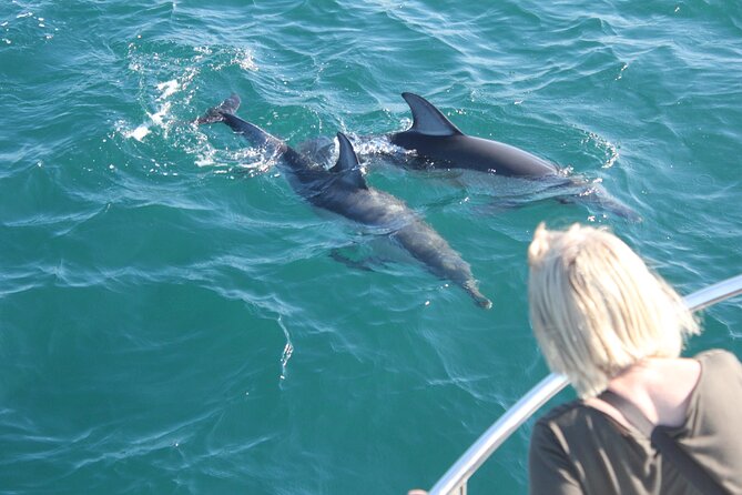 Dolphin Watching in Gibraltar With the Blue Boat Dolphin Safari - Encounter Pods of Wild Dolphins