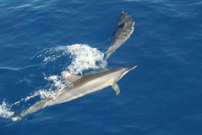 Eco and Dolphin Watch Tour of South Padre Island - Booking and Cancellation