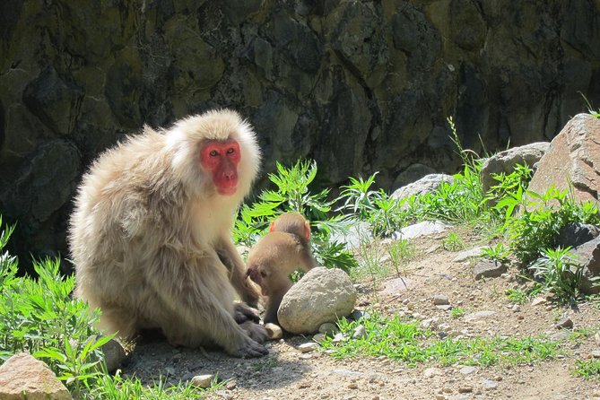 Explore Jigokudani Snow Monkey Park With a Knowledgeable Local Guide - Enza Cafe