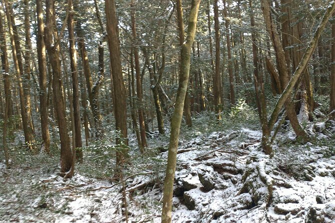 Exploring Mt Fuji Ice Cave and Sea of Trees Forest - Getting to the Site