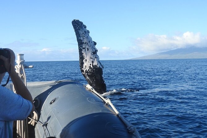 Eye-Level Whale Watching Eco-Raft Tour From Lahaina, Maui - Recap