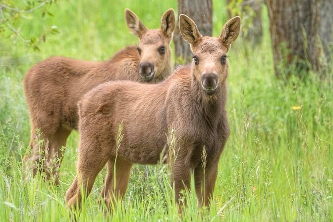 From Jackson Hole: Yellowstone Old Faithful, Waterfalls and Wildlife Day Tour - Frequently Asked Questions