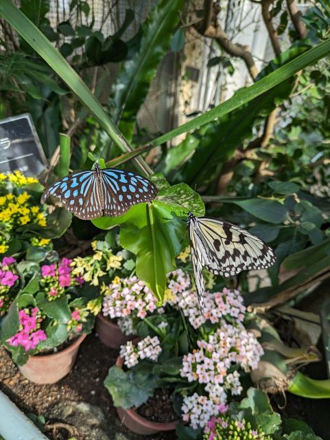 From Kanazawa: Temples, Panoramic Landscape and Butterflies - Tour Logistics