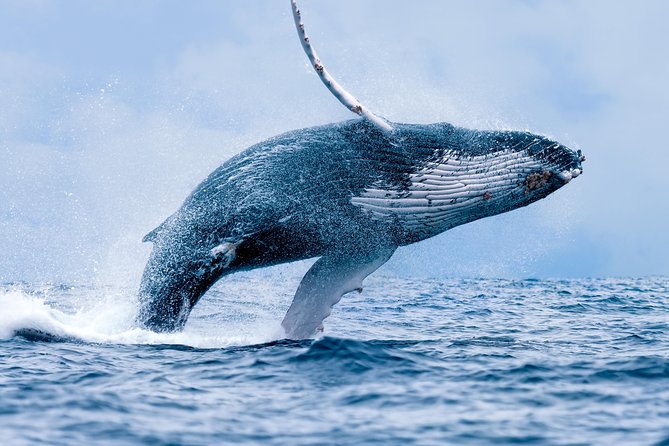 From Maalaea Harbor: Whale Watching Tours Aboard the Quicksilver - Frequently Asked Questions