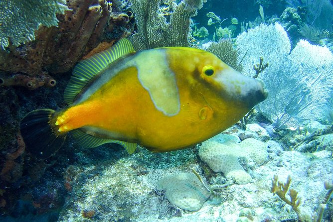 Half Day Snorkel Trip on Reefs in the Florida Keys - Booking and Cancellation Process