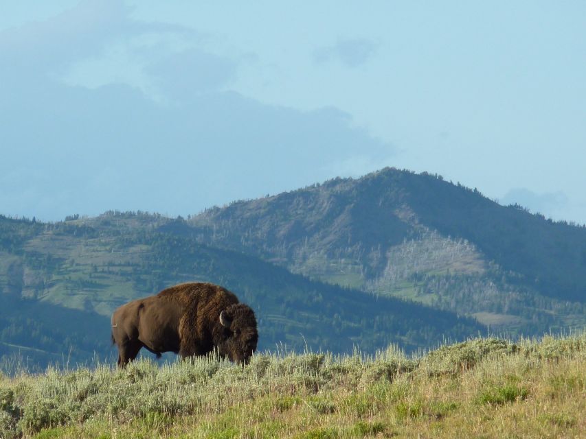 Jackson: 2-Day Yellowstone National Park Tour With Lunches - Frequently Asked Questions