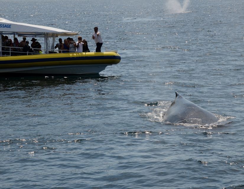 Jervis Bay: 2-Hour Whale Watching Cruise - Directions