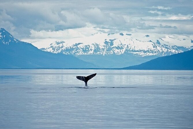Juneau Wildlife Whale Watching & Mendenhall Glacier - Recap