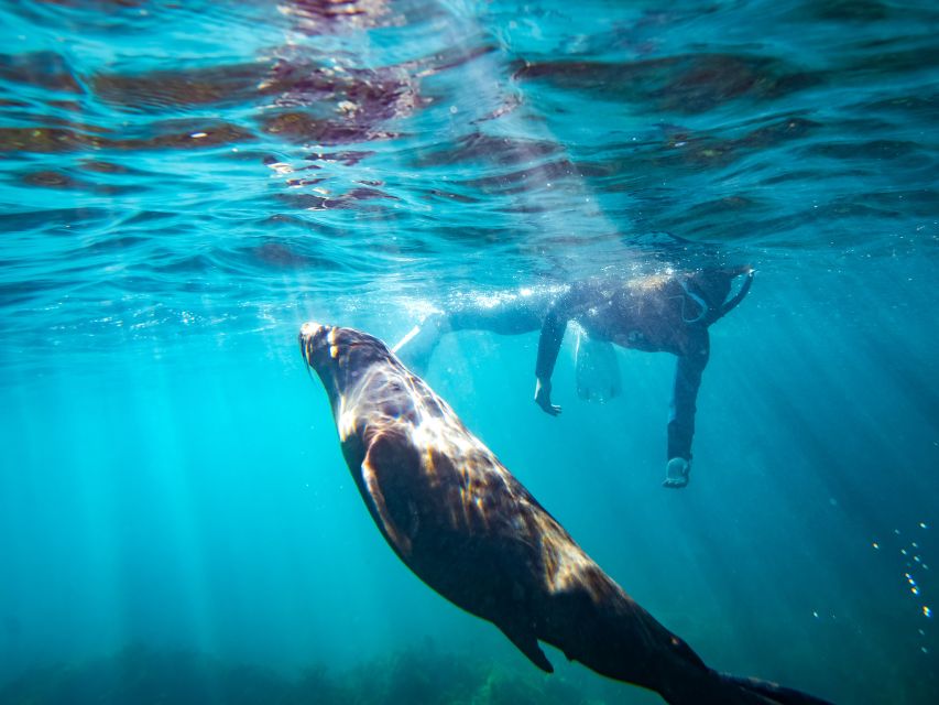 Kangaroo Island: Dolphin, Seal, and Swimming Boat Tour - Frequently Asked Questions