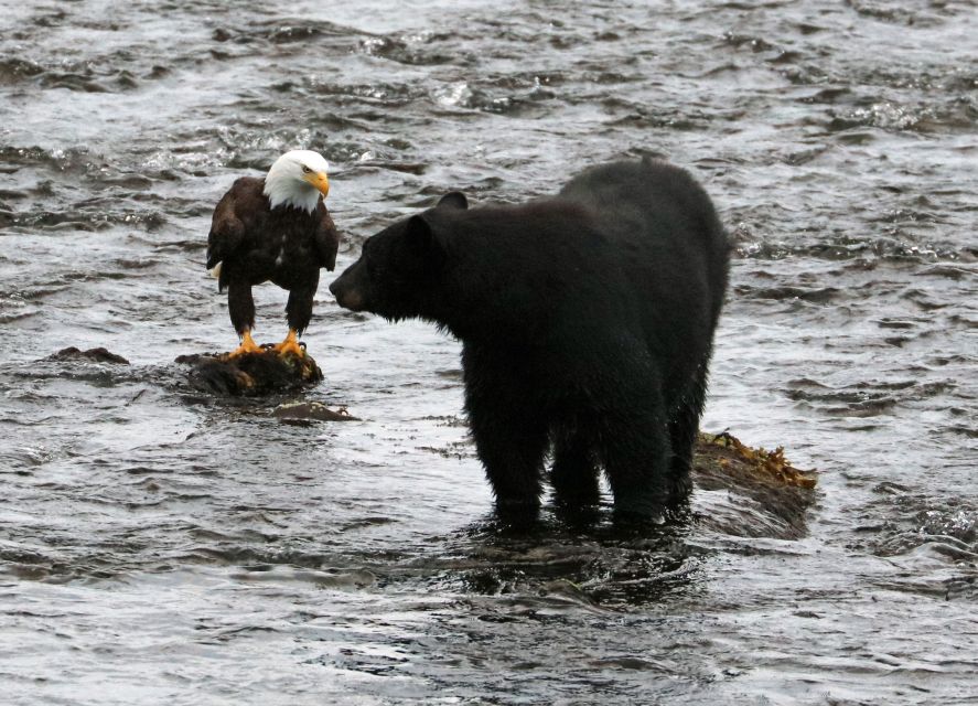 Ketchikan: Potlatch Park, City and Wildlife Private Van Tour - Booking Information