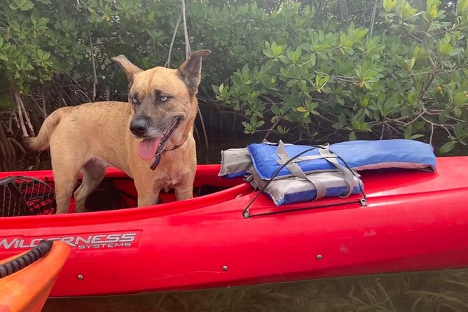 Key West Mangrove Kayak Eco Tour - Recap