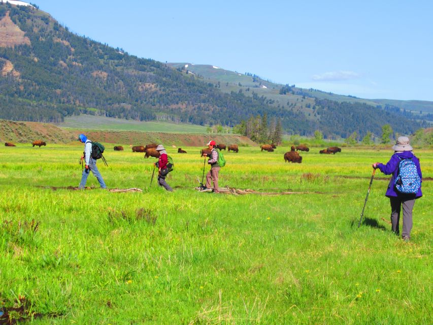 Lamar Valley: Safari Hiking Tour With Lunch - Exploring the Serengeti of North America