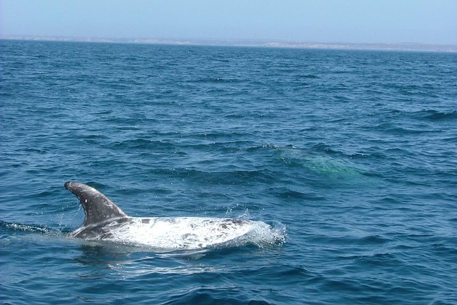 Lisbon Dolphin Watching With a Marine Biologist in a Small Group - Frequently Asked Questions