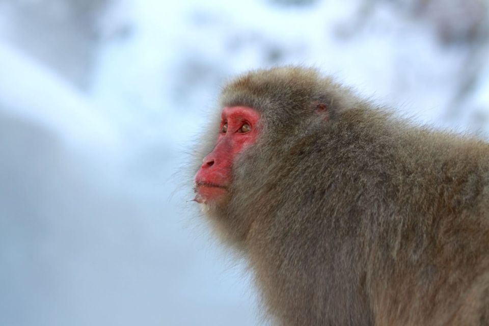 Nagano: Snow Monkeys, Zenkoji Temple & Sake Day Trip - Tour Logistics and Booking