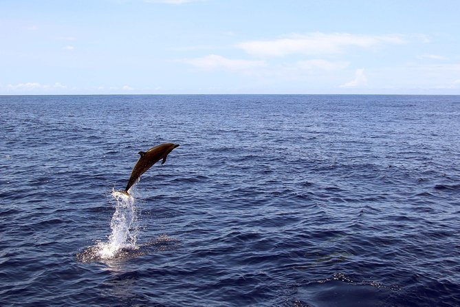 Oahu Catamaran Cruise: Wildlife, Snorkeling and a Hawaiian Meal - Recap