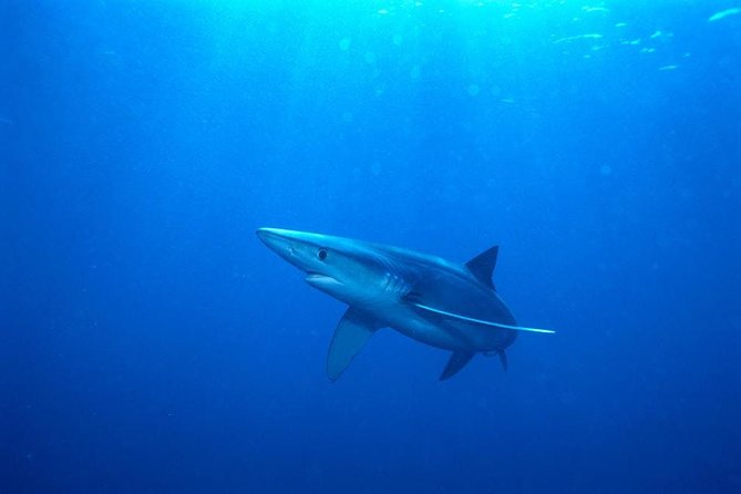 Oahu Shark Dive - Important Tour Information