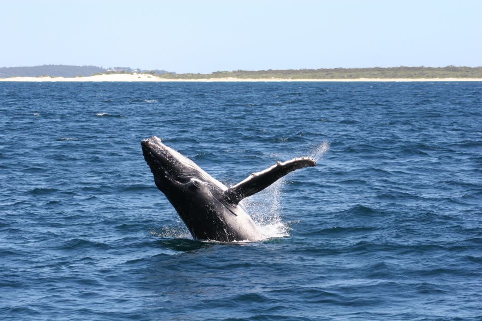 Port Stephens Small Group Whales & Dunes Combo - Customer Reviews