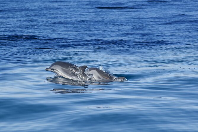 Portimão:Embark on Nature•Benagil and Dolphins•Biologist on Board - Dolphin and Cave Experience