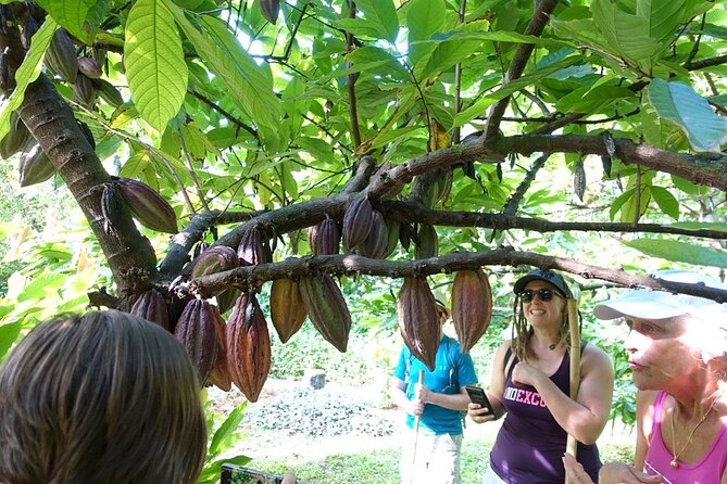 Princeville Botanical Gardens Tour and Chocolate Tasting Ticket - Tour Logistics