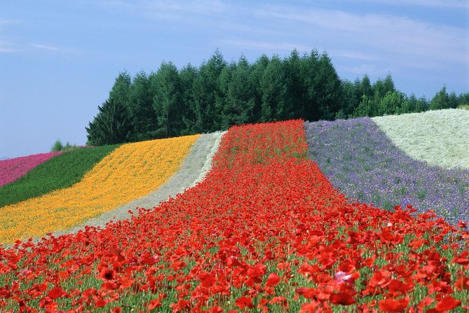 Private Car Tour of Furano and Biei in Hokkaido With Local Guide - Transportation and Accessibility