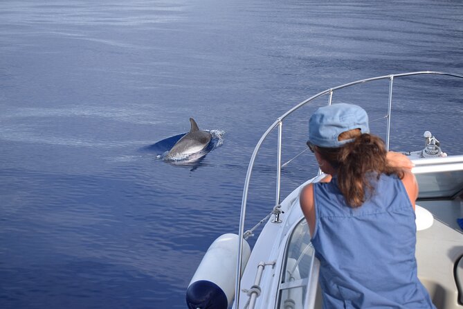 Private Dolphin and Whale Watching Tour in Madeira - Booking Process