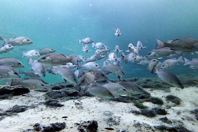 Private OG Manatee Snorkel Tour With Guide for up to 10 People - Weather Considerations