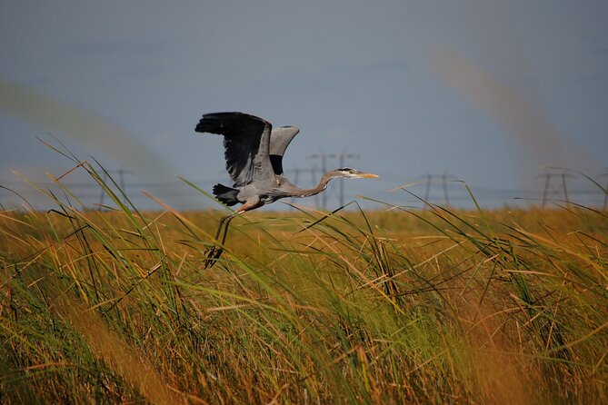 Private Tour: Florida Everglades Airboat Ride and Wildlife Adventure - Wildlife Sightings