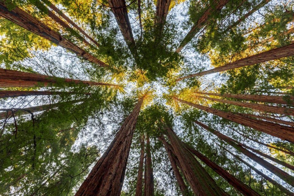 Redwood Retreat: Tour to Muir Woods From San Francisco - Directions