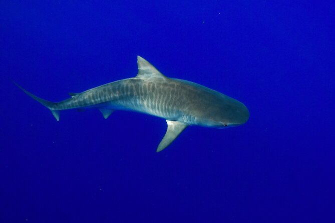 Shark Tour Dive With Sharks in Hawaii With One Ocean Diving - Frequently Asked Questions