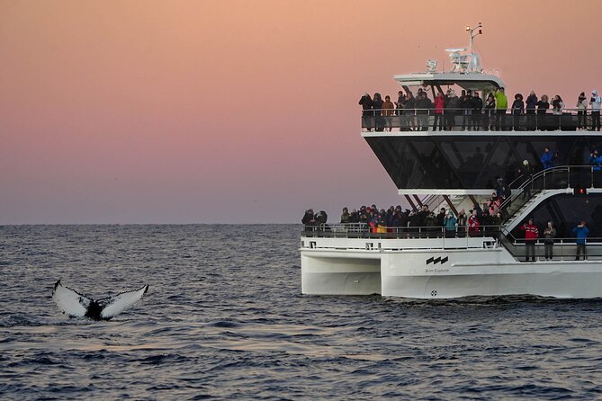 Silent Whale Watching - Additional Information for Travelers