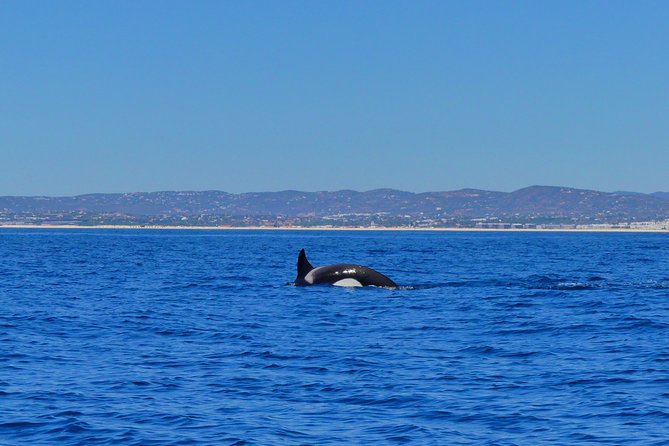 Small Group Dolphin and Wildlife Watching Tour in Faro - Reviews and Recommendations
